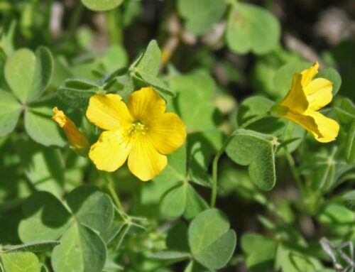 Your Garden … with Sharon McCray: Oxalis Californica can be an amazing addition to your garden, or a nuisance