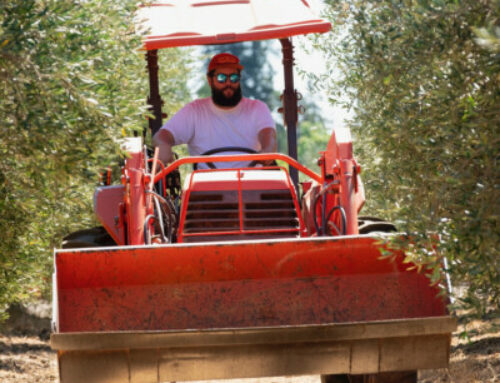 Environment: Olive growers commit to regenerative organic farming for their oils