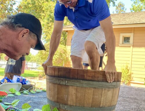 Around Town … with Robert Airoldi: San Jose councilmember bests Mayor Mark Turner in grape stomp